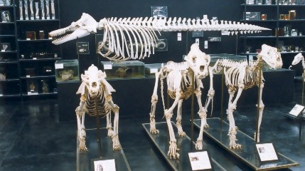 Museu de Anatomia Veterinária
